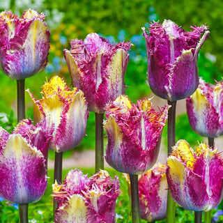 Colour Fusion Tulip Seeds